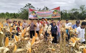 Panen Raya Jagung Kuartal I, Polsek Lebong Utara Dukung Program Ketahanan Pangan Nasional