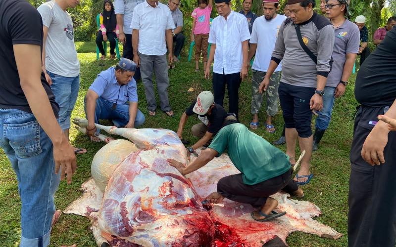 Momen Iduladha 1444 H, Polres Mukomuko Laksanakan Pemotongan dan Pendistribusian Daging Hewan Kurban Presisi