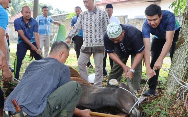 Peringati Hari Raya Idul Adha 1444 H, Polres Kepahiang Laksanakan Penyembelihan Hewan Kurban