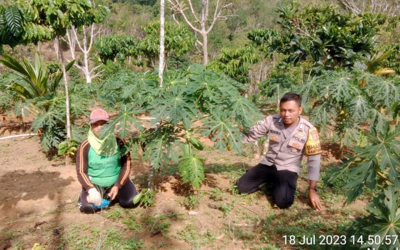 Dukung Ketahanan Pangan, Bhabinkamtibmas Polsek Nasal Monitoring Kebun Pepaya Warga Binaan