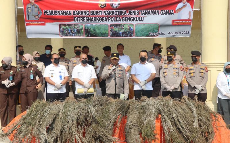 Polda Bengkulu Musnahkan Barang Bukti Hasil Ungkapan Temuan Ladang Ganja