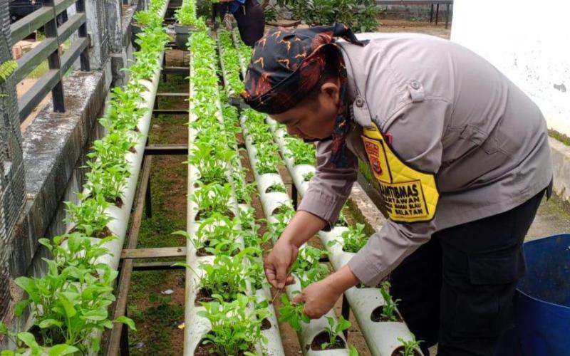 Dukung Ketahanan Pangan Bhabinkamtibmas Polsek Lebong Selatan melaksanakan Pemindahan Bibit bersama Masyarakat