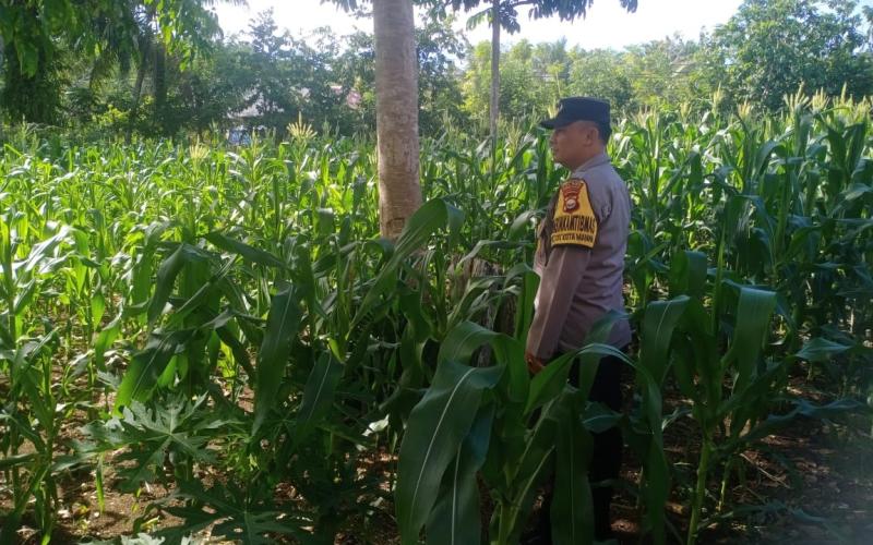 Polsek Kota Manna Dukung Ketahanan Pangan Lewat Sambang dan Pemantauan Kebun Jagung