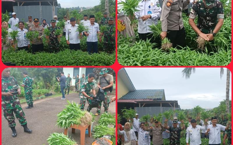 Kapolsek Muara Bangkahulu Hadiri Panen Perdana Tanaman Kangkung di Lahan Koramil 407-06 Muara Bangkahulu