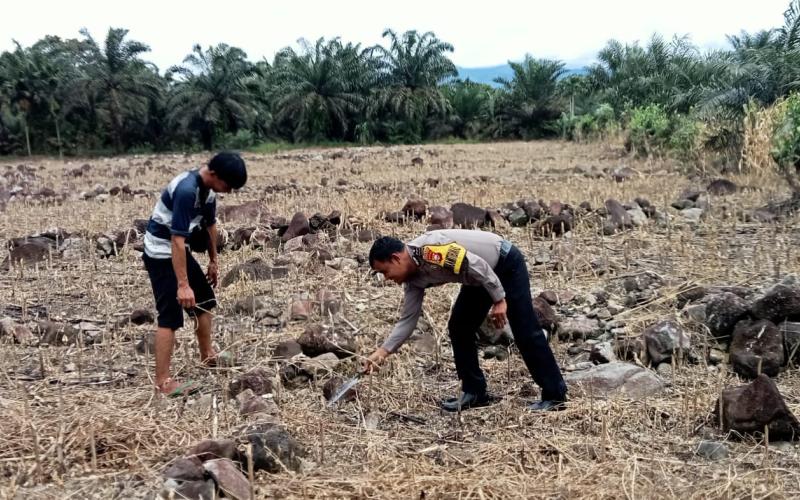 Polsek Seginim Pantau Kebun Jagung untuk Dukung Ketahanan Pangan di Bengkulu Selatan