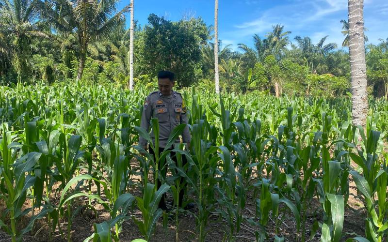 Polsek Seginim Pantau Kebun Jagung untuk Dukung Ketahanan Pangan Masyarakat