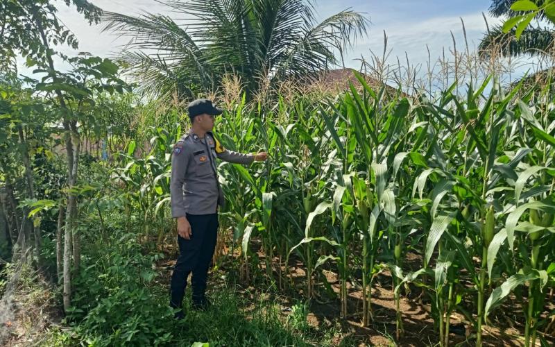 Polsek Manna Lakukan Pemantauan Kebun Jagung untuk Mendukung Program Ketahanan Pangan Nasional