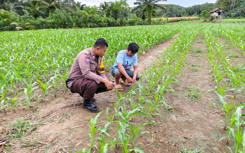 Polsek Manna Laksanakan Kegiatan Sambang dan Pemantauan Kebun Jagung untuk Dukung Ketahanan Pangan NasionalPolsek Manna Laksanakan Kegiatan Sambang dan Pemantauan Kebun Jagung untuk Dukung Ketahanan Pangan Nasional