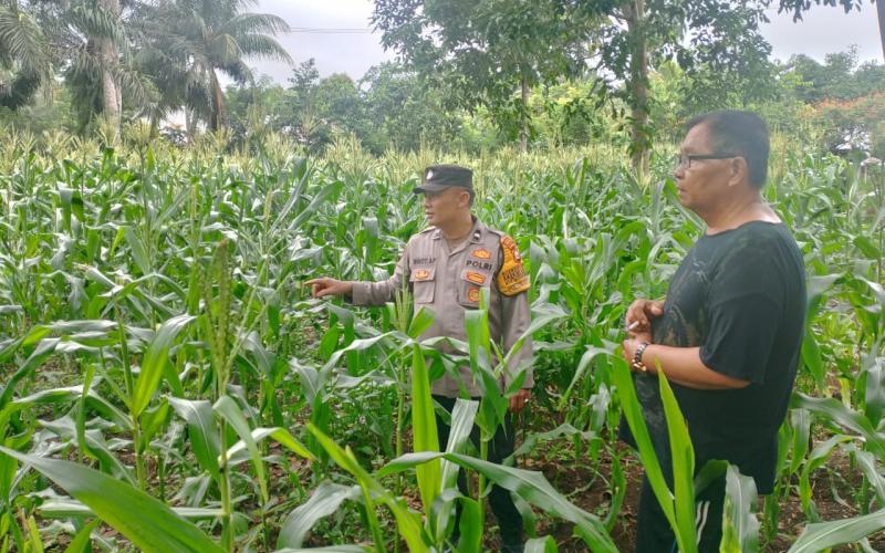 Polsek Kota Manna Dukung Ketahanan Pangan dengan Pemantauan Kebun Jagung