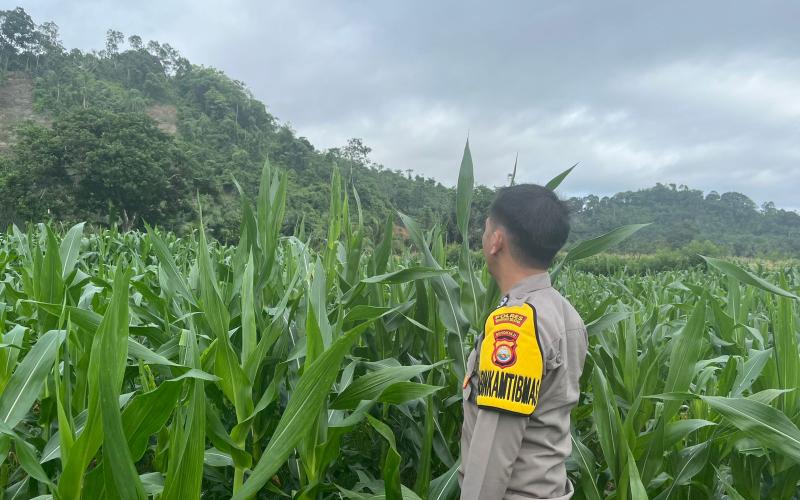 Bhabinkamtibmas Polsek Pino Laksanakan Pemantauan Kebun Jagung untuk Dukung Program Ketahanan Pangan Masyarakat