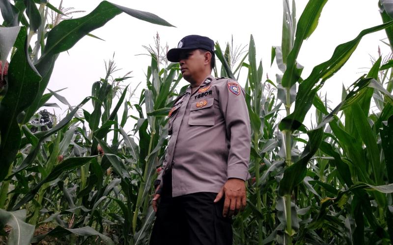 Polsek Pino Dukung Ketahanan Pangan Lewat Pemantauan Kebun Jagung di Desa Bandar Agung