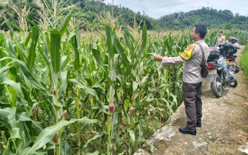 Polsek Pino Lakukan Pemantauan Kebun Jagung, Dukung Program Ketahanan Pangan di Bengkulu Selatan
