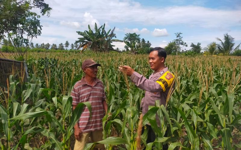 Bhabinkamtibmas Polsek Seginim Lakukan Pemantauan Kebun Jagung untuk Mendukung Ketahanan Pangan di Bengkulu Selatan