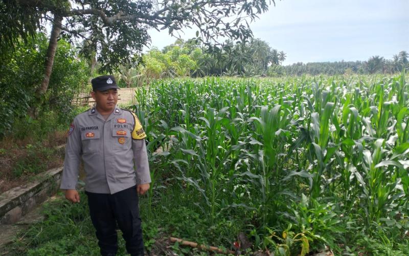 Polsek Kota Manna Lakukan Pemantauan Kebun Jagung dalam Mendukung Program Ketahanan Pangan