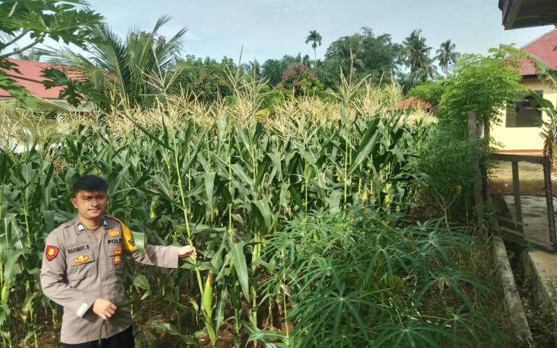 Polsek Manna Pantau Kebun Jagung untuk Mendukung Ketahanan Pangan Nasional