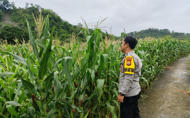 Polsek Pino Dukung Ketahanan Pangan Lewat Pemantauan Penanaman Jagung di Bengkulu Selatanv