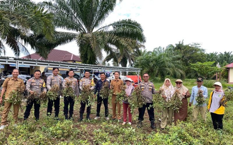 Polres Bengkulu Selatan Gelar Panen Kacang untuk Dukung Ketahanan Pangan