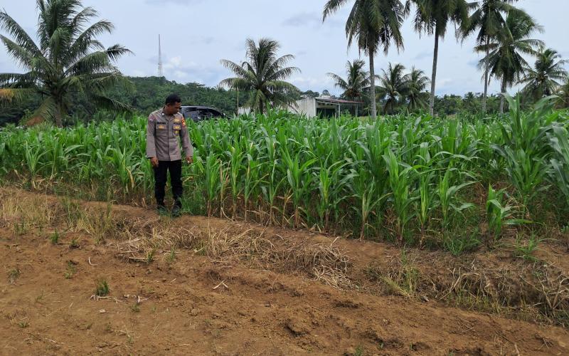 Polsek Sukaraja Lakukan Monitoring Lahan Pertanian untuk Mendukung Ketahanan Pangan