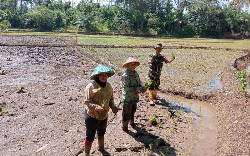 Babinsa dan PPL Dampingi Petani Desa Talang Kering Tingkatkan Produksi Padi di Bengkulu Utara