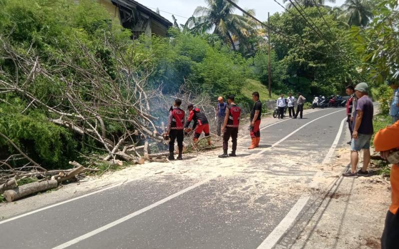 Polresta Bengkulu Evakuasi Pohon Tumbang, Arus Lalu Lintas Kembali Lancar