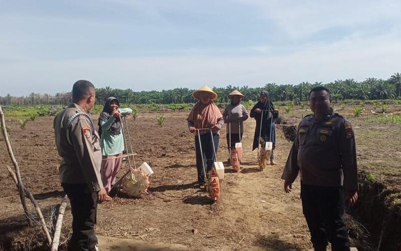 Kapolsek Sukaraja Monitoring Penanaman Jagung di Lahan Ketahanan Pangan