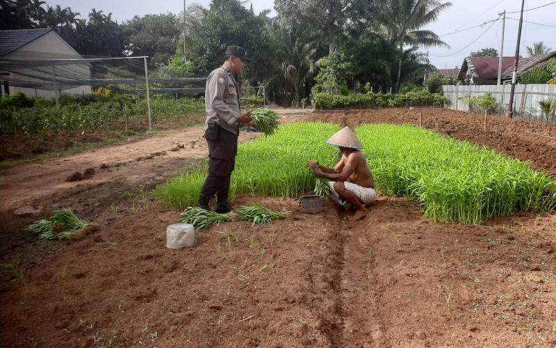 Polsek Talang Empat Pantau Perkembangan Pekarangan Pangan Bergizi di Desa Nakau