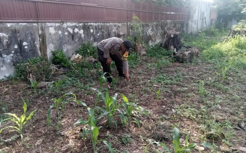 Sukseskan Ketahanan Pangan, Bhabinkamtibmas Polsek Ratu Samban Kunjungi Warga di Lahan Perkarangan