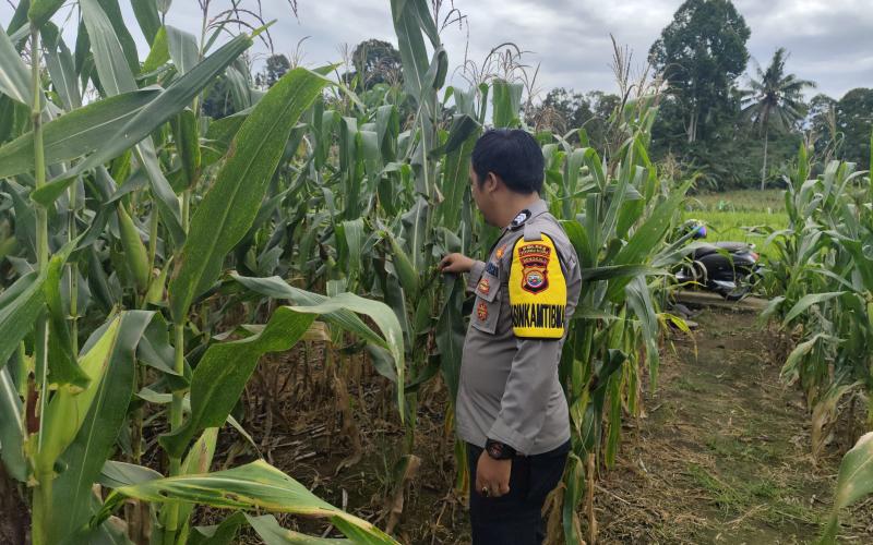 Polsek Pino Pantau Penanaman Serentak di Lahan Ketahanan Pangan