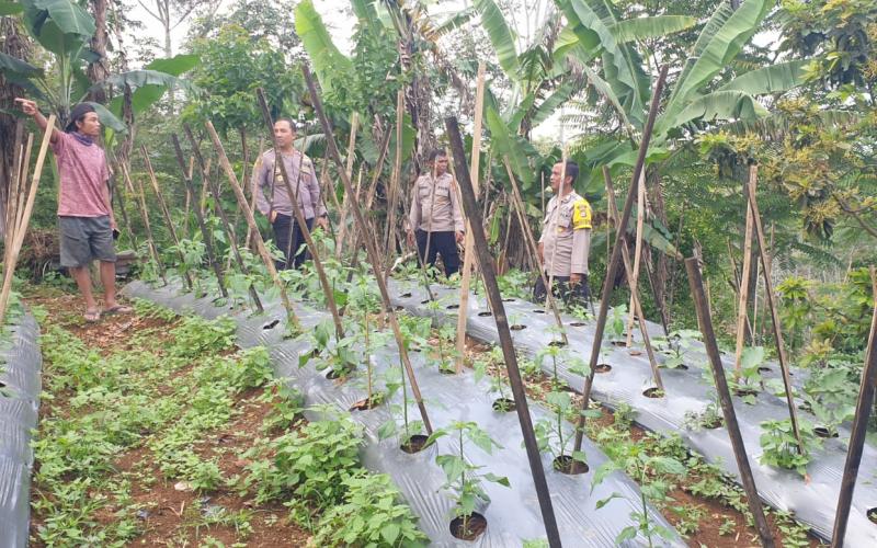 Kapolsek Lebong Selatan Pantau Persiapan Launching Penguatan Program Pekarangan Pangan Lestari