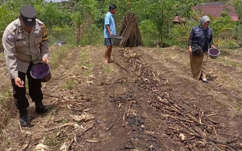 Bhabinkamtibmas Polsek Ujanmas Pantau Lahan Ketahanan Pangan, Dukung Program SADE SAHEBhabinkamtibmas Polsek Ujanmas Pantau Lahan Ketahanan Pangan, Dukung Program SADE SAHE