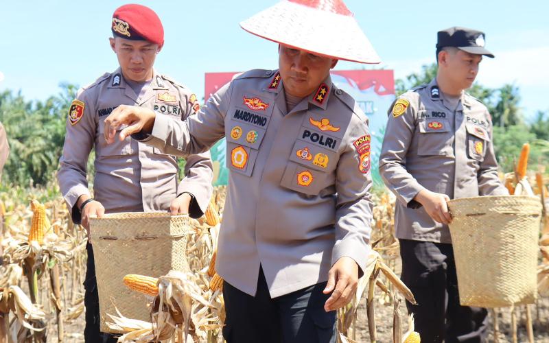 Kapolda Bengkulu Bersama Forkopimda Panen Raya Jagung Kuartal II