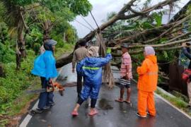 Cuaca Ekstrem, 7 Pohon Besar Tumbang Timpa Rumah Warga dan Tutup Akses Jalan