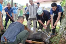 Peringati Hari Raya Idul Adha 1444 H, Polres Kepahiang Laksanakan Penyembelihan Hewan Kurban