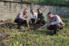 Tanam Ratusan Pohon, Polsek Gading Cempaka Ajak Masyarakat Lakukan Penghijauan