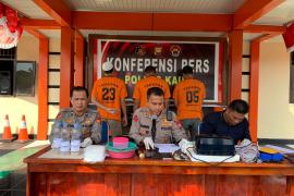 Konferensi Pers, Polres Kaur Berhasil Gagalkan Penyelundupan Benur 