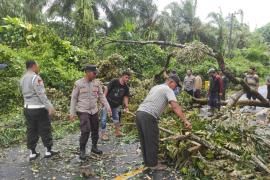 Dibantu Warga, Personel Polsek Maje Evakuasi pohon Tumbang yang Mengahadang Jalan 