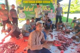 Hari Raya Idul Adha 1445 H, Polres Kaur Kurban Sembilan Ekor Sapi