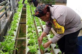 Dukung Ketahanan Pangan Bhabinkamtibmas Polsek Lebong Selatan melaksanakan Pemindahan Bibit bersama Masyarakat