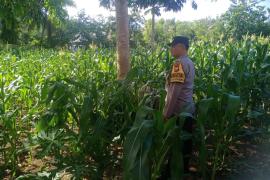 Polsek Kota Manna Dukung Ketahanan Pangan Lewat Sambang dan Pemantauan Kebun Jagung
