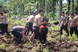 Polres Seluma Gelar Kerja Bakti Pembersihan Lahan untuk Program Ketahanan Pangan di Desa Riak Siabun