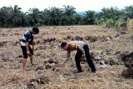 Polsek Seginim Pantau Kebun Jagung untuk Dukung Ketahanan Pangan di Bengkulu Selatan