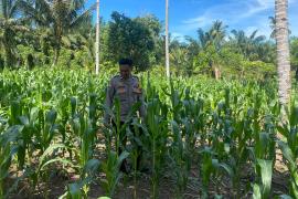 Polsek Seginim Pantau Kebun Jagung untuk Dukung Ketahanan Pangan Masyarakat