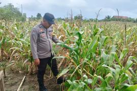 Bhabinkamtibmas Polsek Kota Manna Dukung Ketahanan Pangan di Bengkulu Selatan