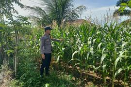 Polsek Manna Lakukan Pemantauan Kebun Jagung untuk Mendukung Program Ketahanan Pangan Nasional