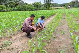Polsek Manna Laksanakan Kegiatan Sambang dan Pemantauan Kebun Jagung untuk Dukung Ketahanan Pangan NasionalPolsek Manna Laksanakan Kegiatan Sambang dan Pemantauan Kebun Jagung untuk Dukung Ketahanan Pangan Nasional