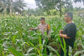 Polsek Kota Manna Dukung Ketahanan Pangan dengan Pemantauan Kebun Jagung