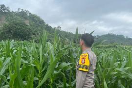 Bhabinkamtibmas Polsek Pino Laksanakan Pemantauan Kebun Jagung untuk Dukung Program Ketahanan Pangan Masyarakat