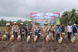 Bersama Forkopimda, Polres Seluma Tanam Jagung Serentak