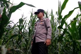 Polsek Pino Dukung Ketahanan Pangan Lewat Pemantauan Kebun Jagung di Desa Bandar Agung
