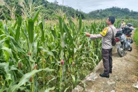 Polsek Pino Lakukan Pemantauan Kebun Jagung, Dukung Program Ketahanan Pangan di Bengkulu Selatan